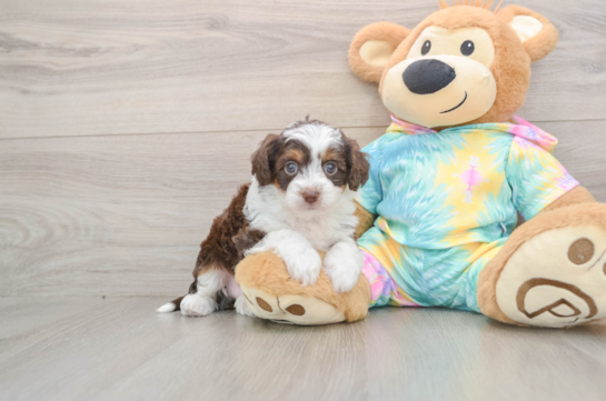 Cute Mini Aussiedoodle Baby