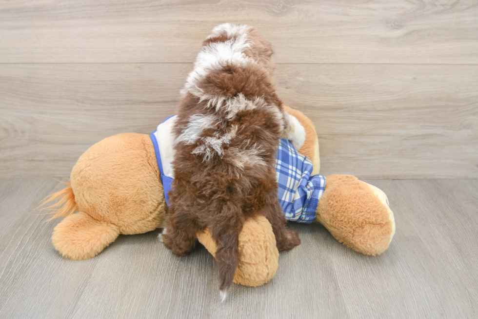 Best Mini Aussiedoodle Baby