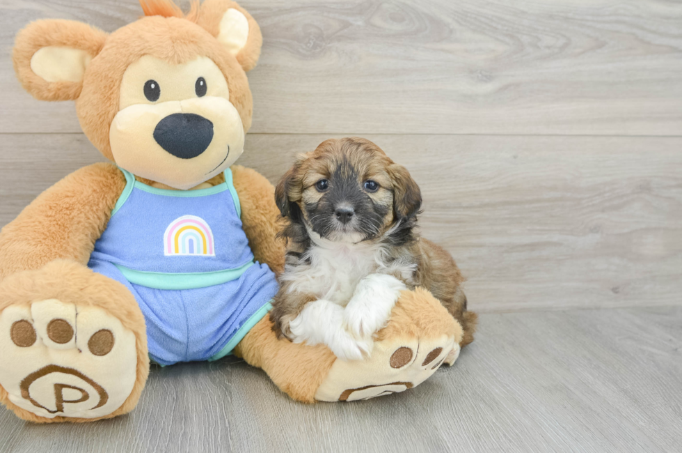 5 week old Mini Aussiedoodle Puppy For Sale - Fairfield Furbabies