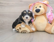 8 week old Mini Aussiedoodle Puppy For Sale - Fairfield Furbabies