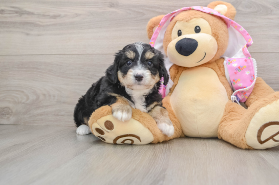 Little Mini Aussiepoo Poodle Mix Puppy
