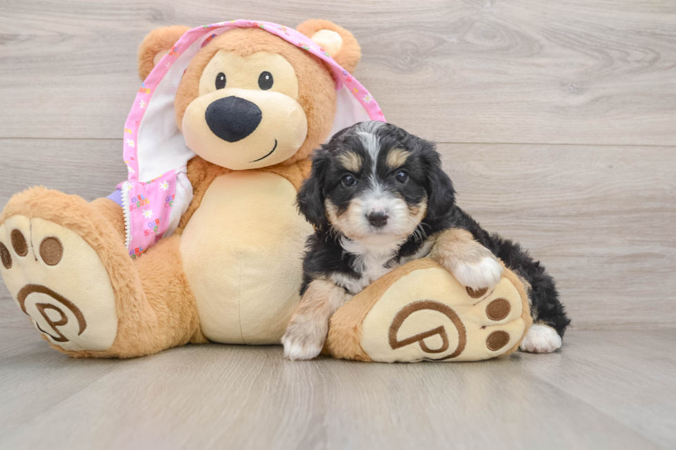 Adorable Mini Australian Shepherd X Poodle Mix Poodle Mix Puppy