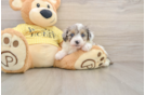 Adorable Mini Australian Shepherd X Poodle Mix Poodle Mix Puppy