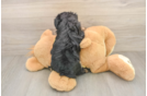 Small Mini Aussiedoodle Baby
