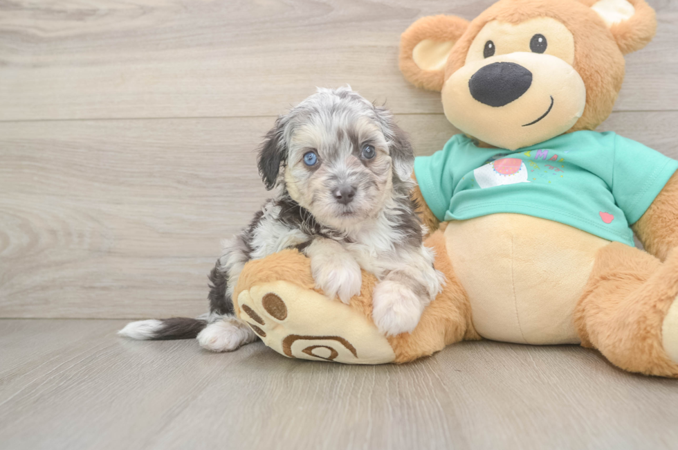 5 week old Mini Aussiedoodle Puppy For Sale - Fairfield Furbabies