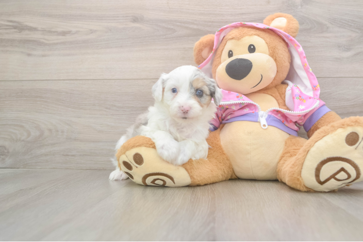 Mini Aussiedoodle Puppy for Adoption