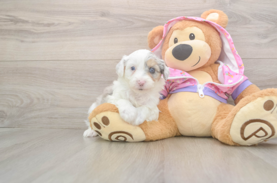 Mini Aussiedoodle Puppy for Adoption