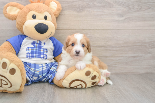 Petite Mini Aussiedoodle Poodle Mix Pup