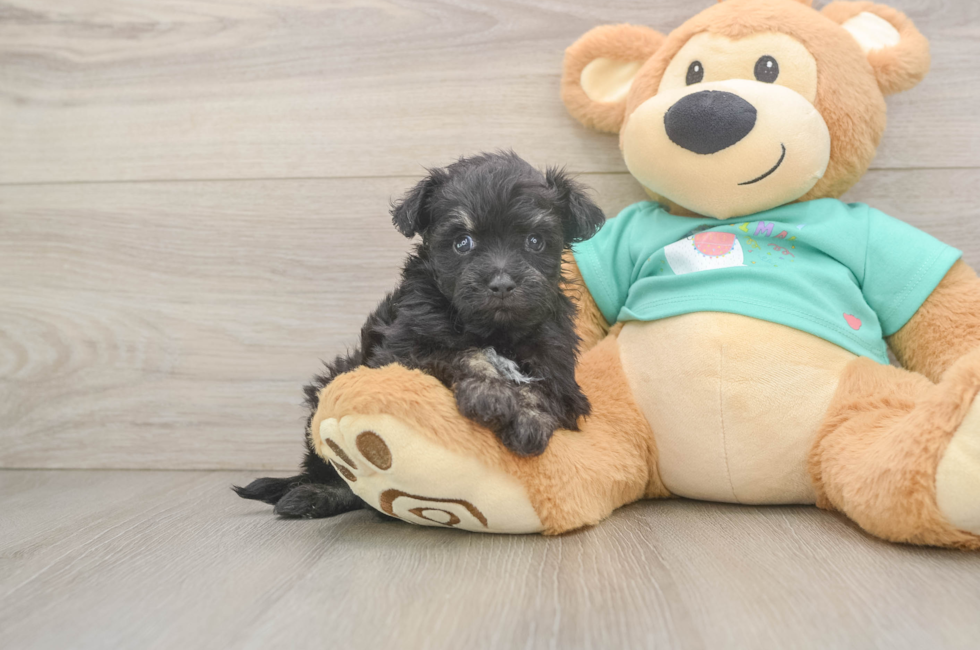 5 week old Mini Aussiedoodle Puppy For Sale - Fairfield Furbabies