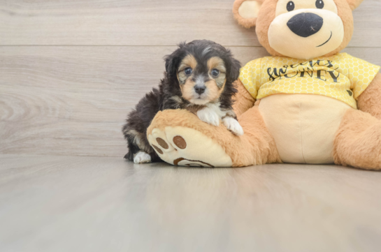 Best Mini Aussiedoodle Baby