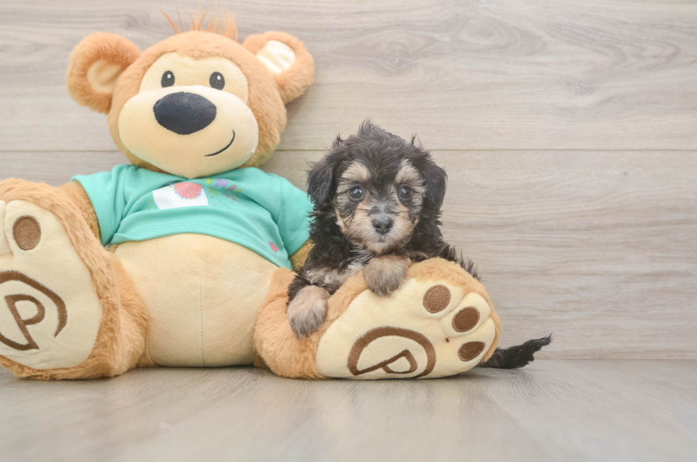 5 week old Mini Aussiedoodle Puppy For Sale - Fairfield Furbabies