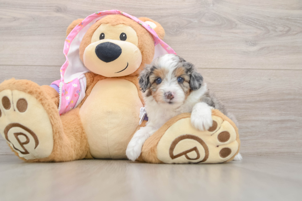 Mini Aussiedoodle Puppy for Adoption