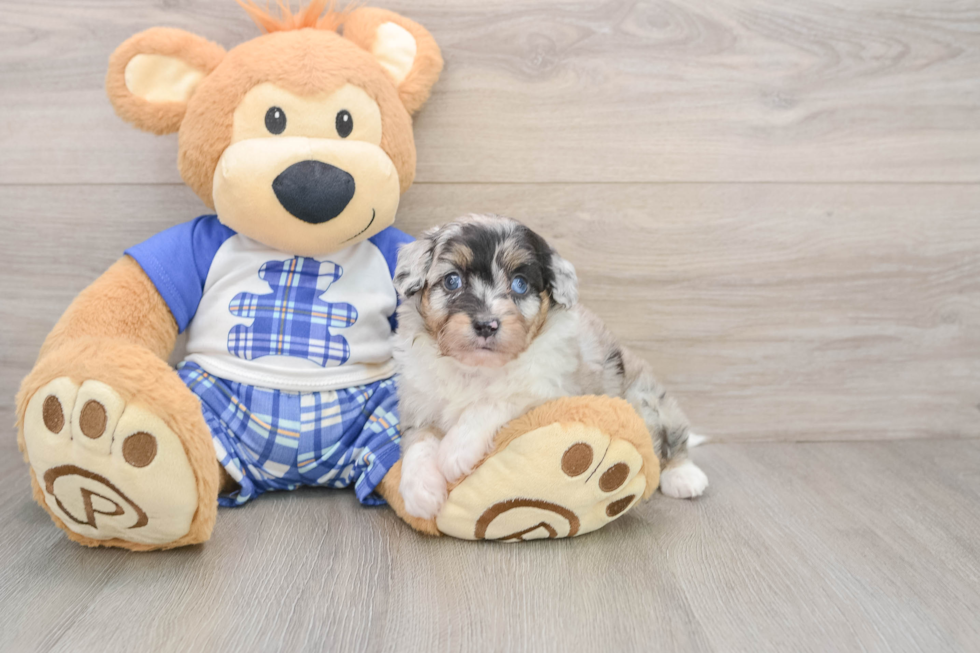 Sweet Mini Aussiedoodle Baby