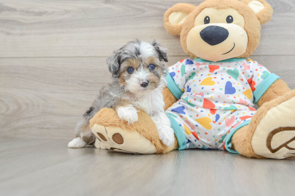 5 week old Mini Aussiedoodle Puppy For Sale - Fairfield Furbabies
