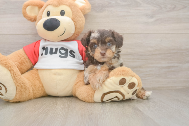 Mini Aussiedoodle Puppy for Adoption