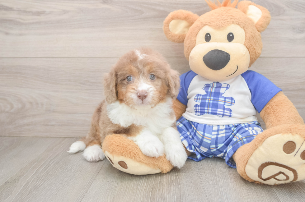 7 week old Mini Aussiedoodle Puppy For Sale - Fairfield Furbabies
