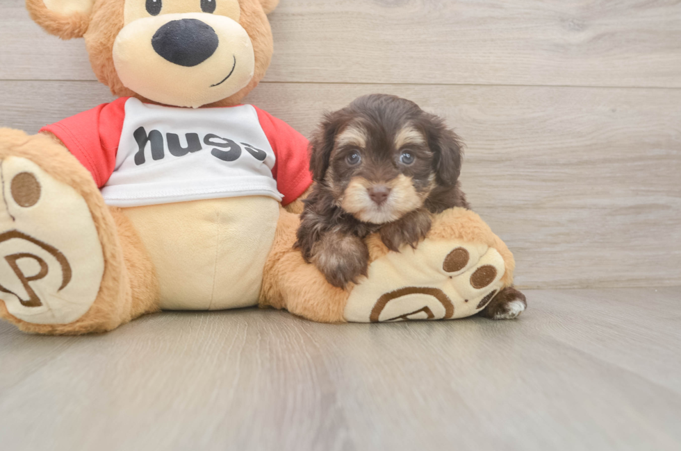 7 week old Mini Aussiedoodle Puppy For Sale - Fairfield Furbabies