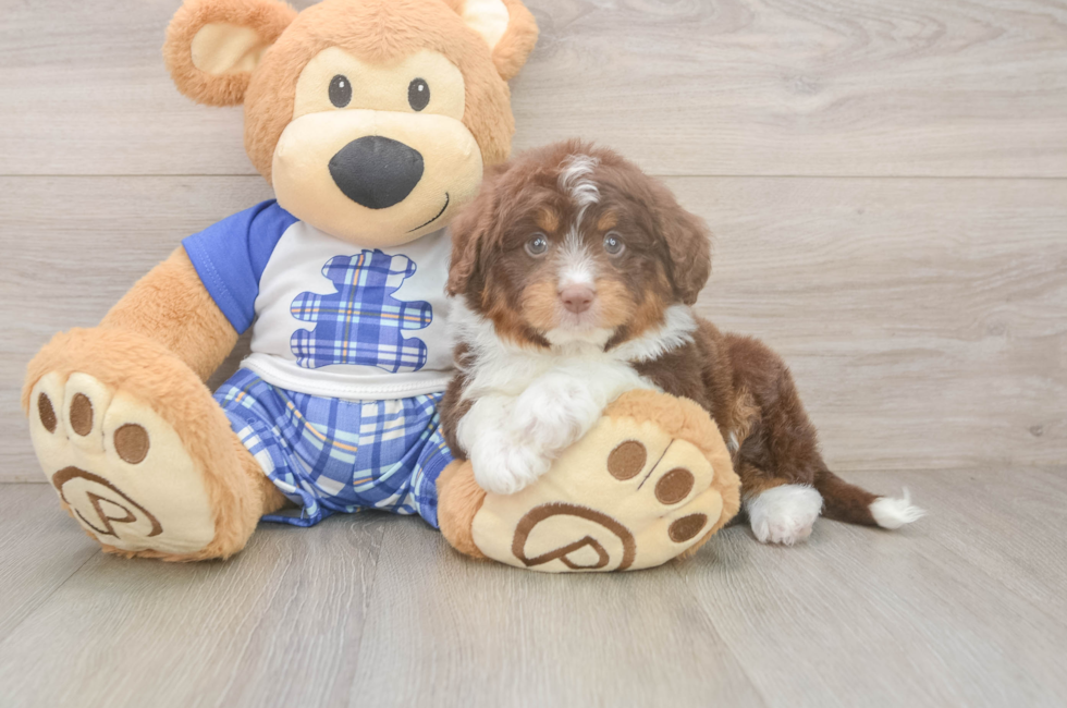 7 week old Mini Aussiedoodle Puppy For Sale - Fairfield Furbabies