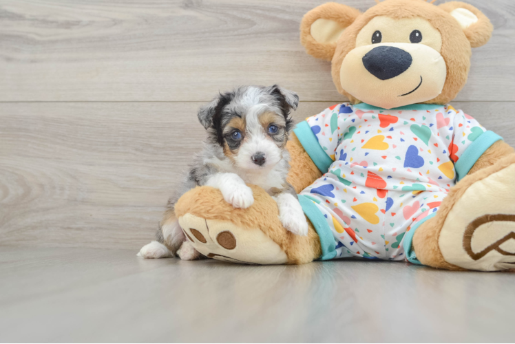 Mini Aussiedoodle Pup Being Cute