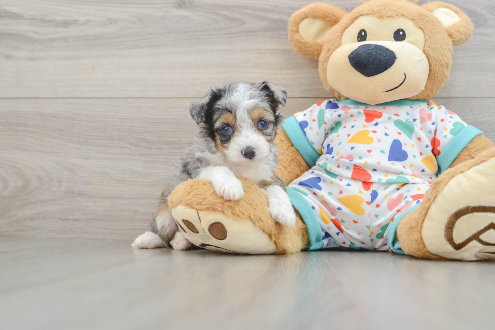 Mini Aussiedoodle Pup Being Cute