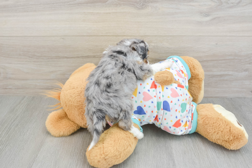 Best Mini Aussiedoodle Baby