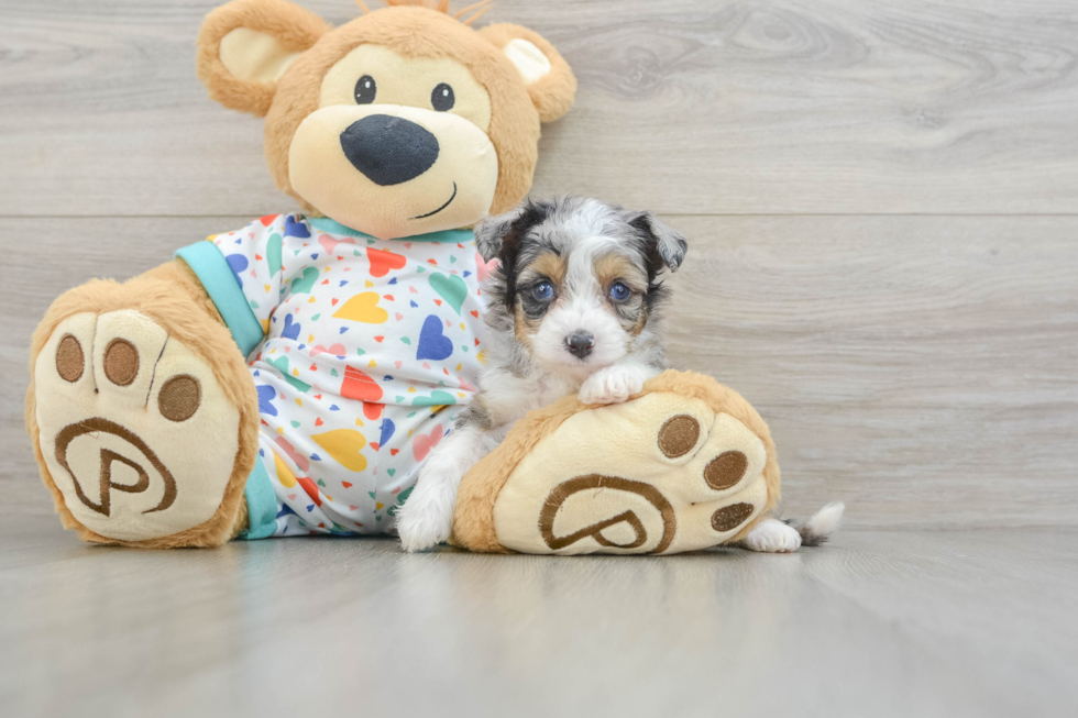 Best Mini Aussiedoodle Baby