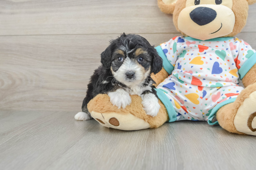 5 week old Mini Aussiedoodle Puppy For Sale - Fairfield Furbabies