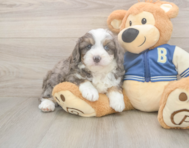 8 week old Mini Aussiedoodle Puppy For Sale - Fairfield Furbabies
