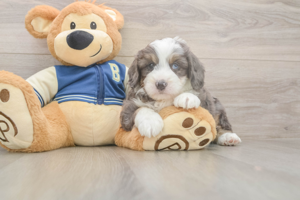 Popular Mini Aussiedoodle Poodle Mix Pup
