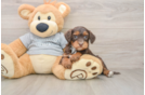 Sweet Mini Aussiedoodle Baby