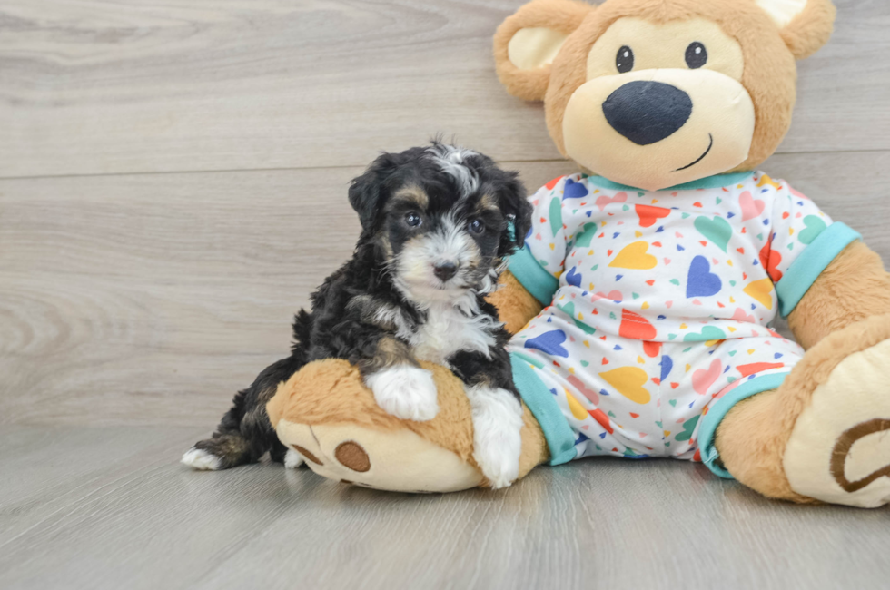 5 week old Mini Aussiedoodle Puppy For Sale - Fairfield Furbabies