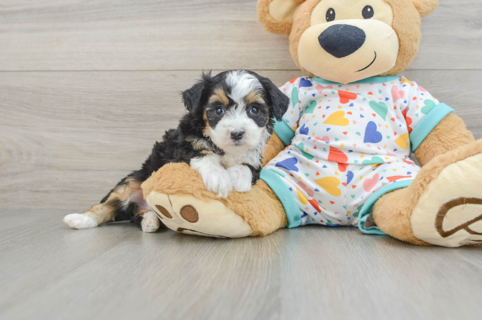 5 week old Mini Aussiedoodle Puppy For Sale - Fairfield Furbabies