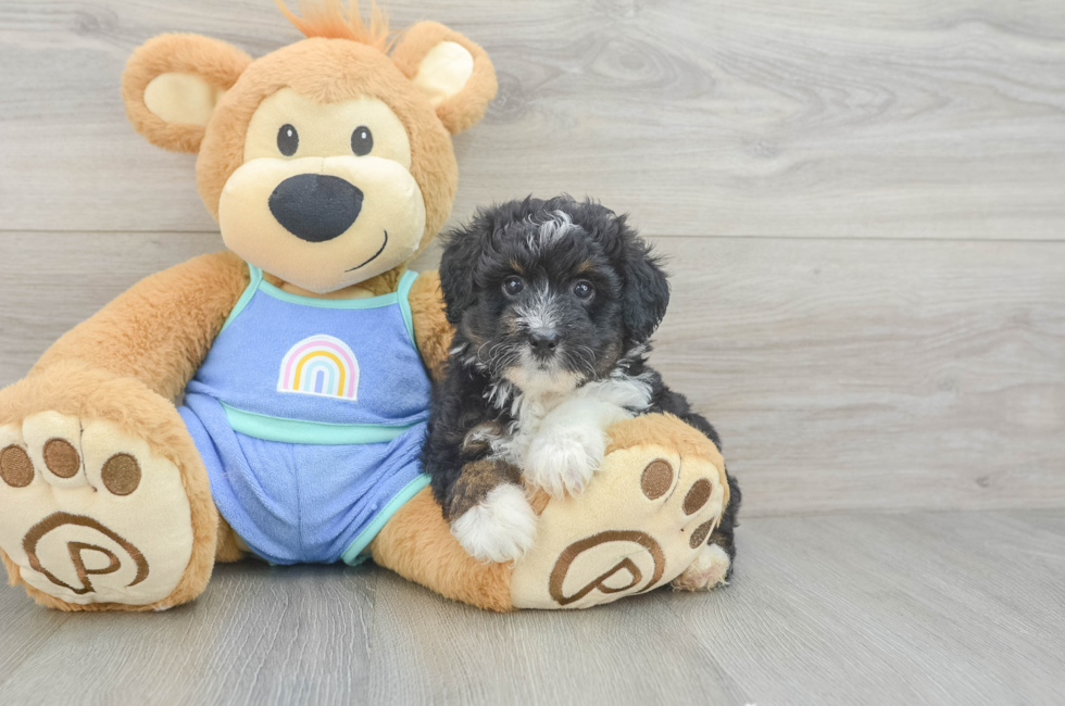 6 week old Mini Aussiedoodle Puppy For Sale - Fairfield Furbabies