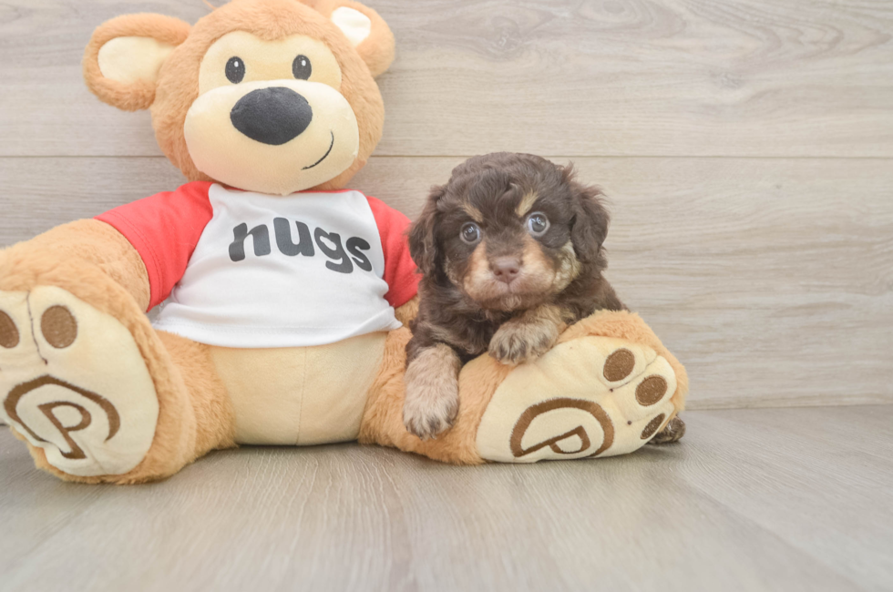 7 week old Mini Aussiedoodle Puppy For Sale - Fairfield Furbabies