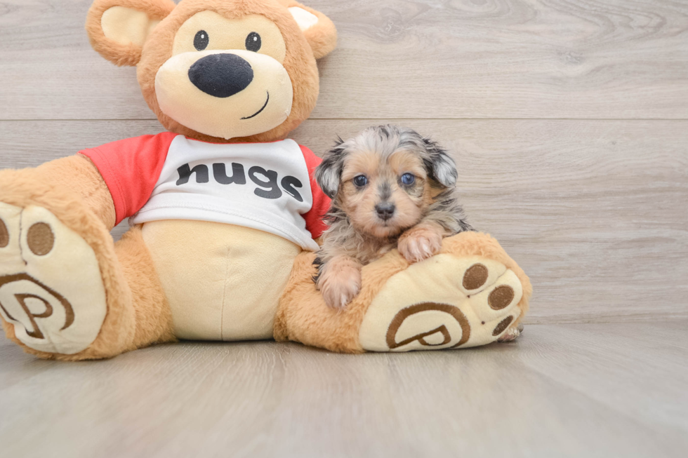 Mini Aussiedoodle Puppy for Adoption
