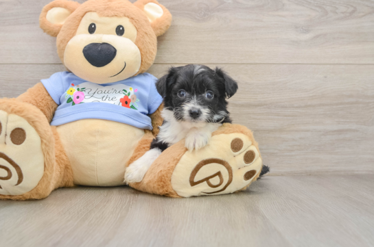 NADIA, a Mini Aussiedoodle littermate