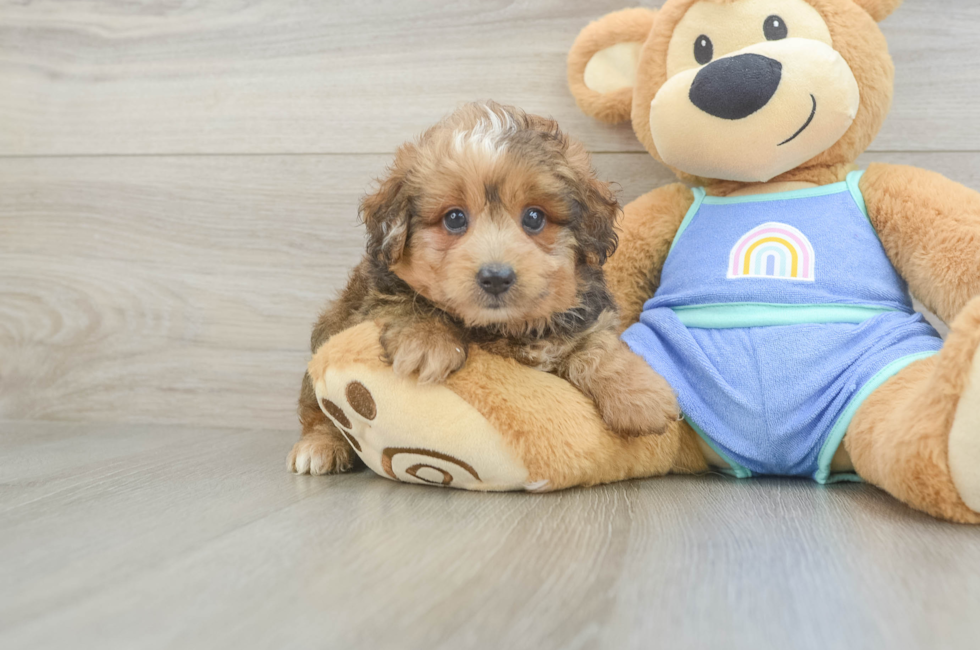 6 week old Mini Aussiedoodle Puppy For Sale - Fairfield Furbabies