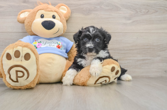NEO, a Mini Aussiedoodle littermate