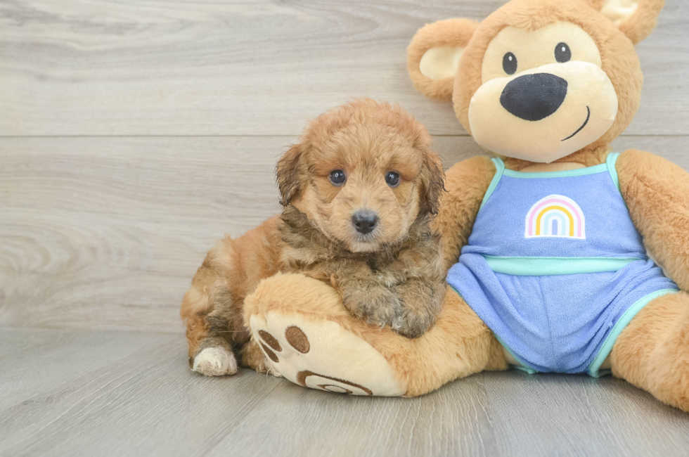 6 week old Mini Aussiedoodle Puppy For Sale - Fairfield Furbabies