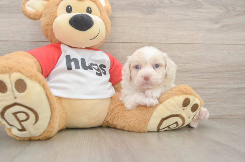 7 week old Mini Aussiedoodle Puppy For Sale - Fairfield Furbabies