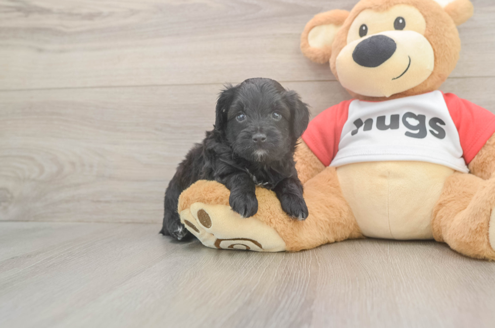 6 week old Mini Aussiedoodle Puppy For Sale - Fairfield Furbabies