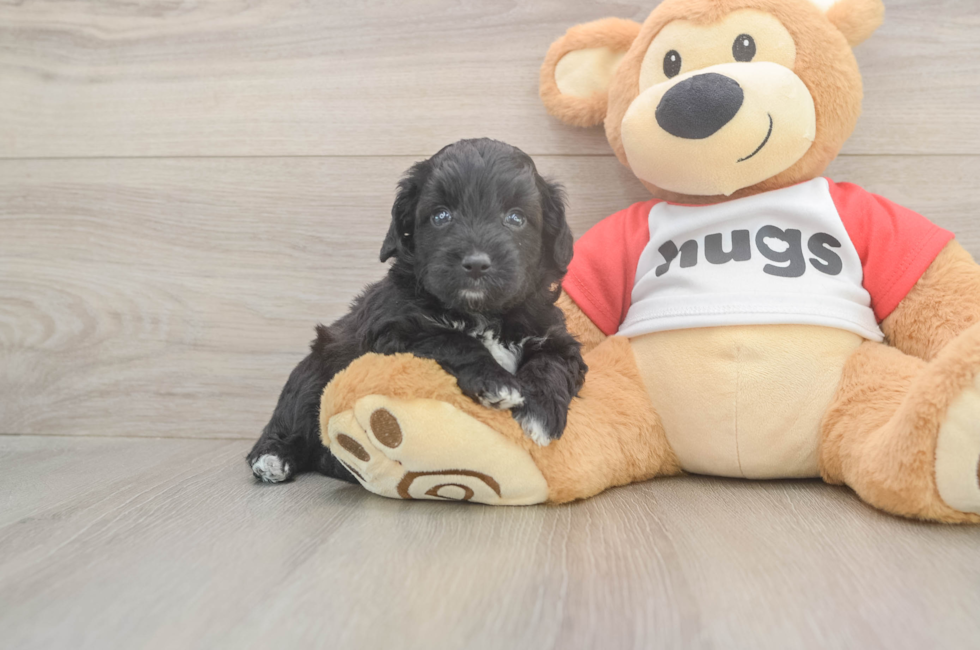 6 week old Mini Aussiedoodle Puppy For Sale - Fairfield Furbabies