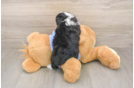Cute Mini Aussiedoodle Baby