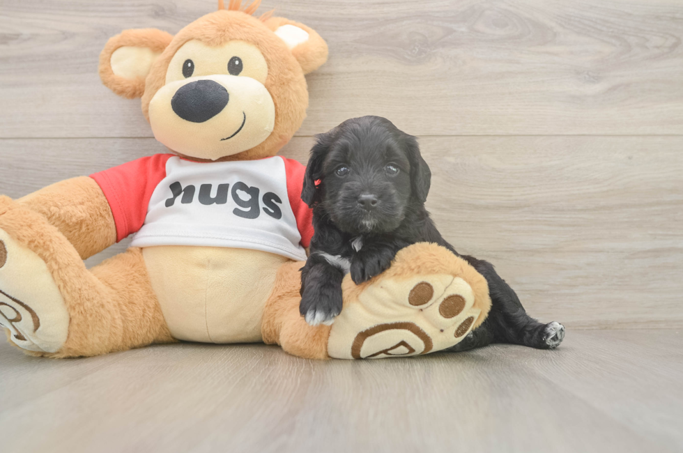 6 week old Mini Aussiedoodle Puppy For Sale - Fairfield Furbabies