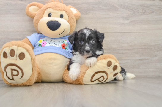 NIGHTINGALE, a Mini Aussiedoodle littermate