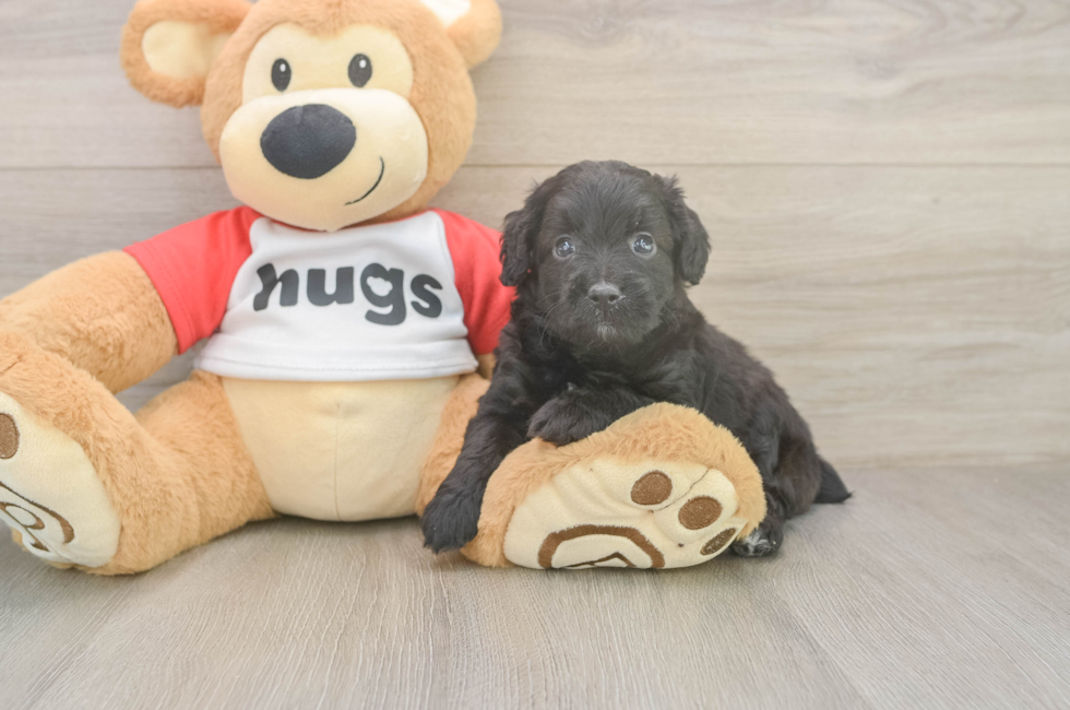 6 week old Mini Aussiedoodle Puppy For Sale - Fairfield Furbabies
