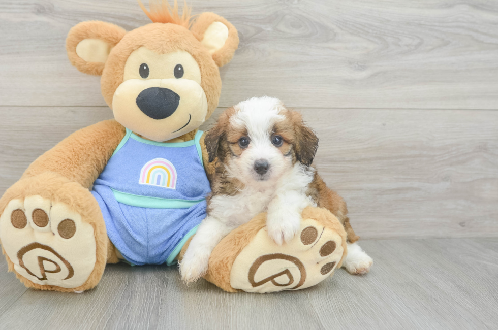 6 week old Mini Aussiedoodle Puppy For Sale - Fairfield Furbabies