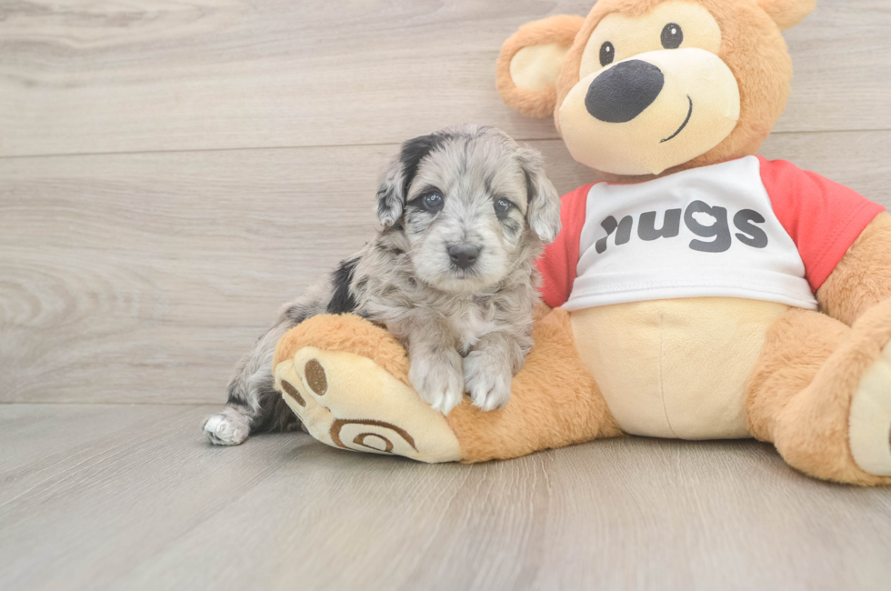 6 week old Mini Aussiedoodle Puppy For Sale - Fairfield Furbabies