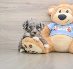 7 week old Mini Aussiedoodle Puppy For Sale - Fairfield Furbabies