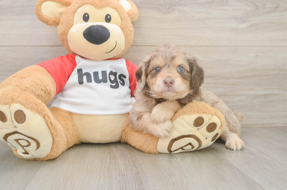 7 week old Mini Aussiedoodle Puppy For Sale - Fairfield Furbabies